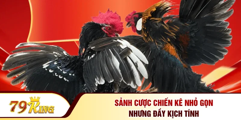 Sảnh cược chiến kê nhỏ gọn nhưng đầy kịch tính